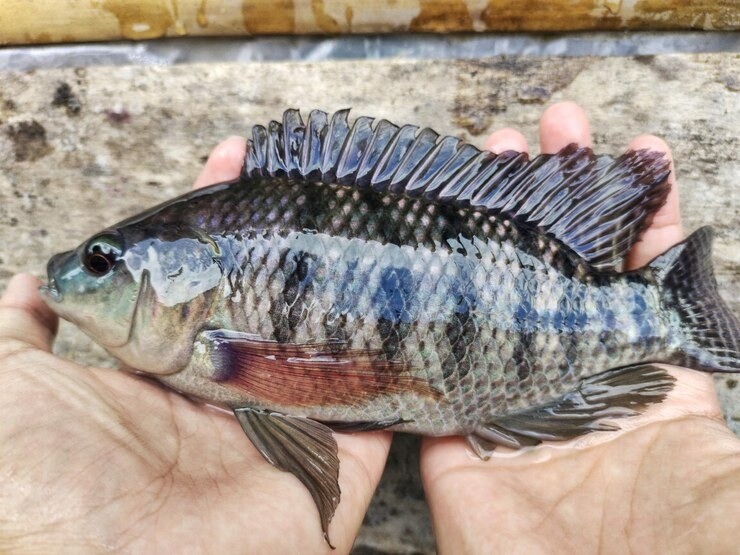 ikan protein tinggi, ikan terbaik untuk ibu hamil, jenis ikan kaya omega-3, manfaat ikan kembung, ikan sehat untuk anak, protein hewani untuk MPASI